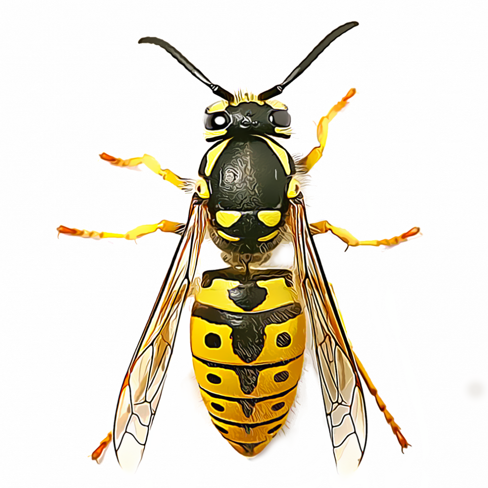 Wasp Bee Png Cutout (black, white, silver)