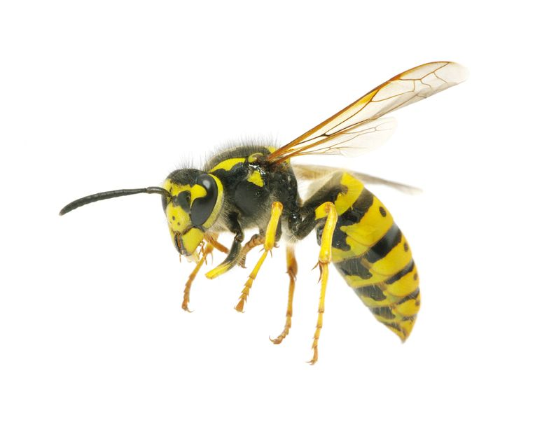 Wasp Bee Png Image Hd (black, white)