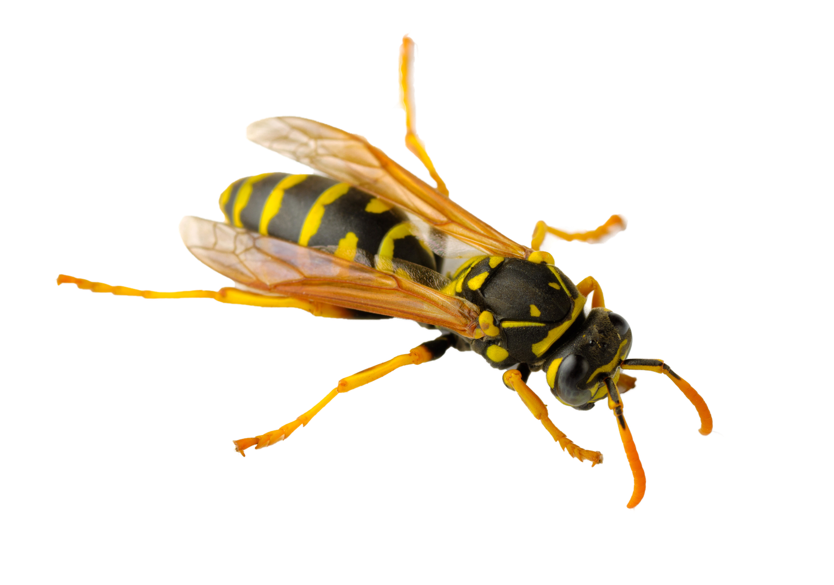 Wasp Bee Png Image (black, gray)