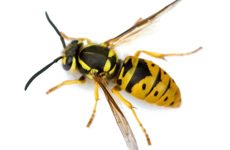 Wasp Bee Png Images (white)