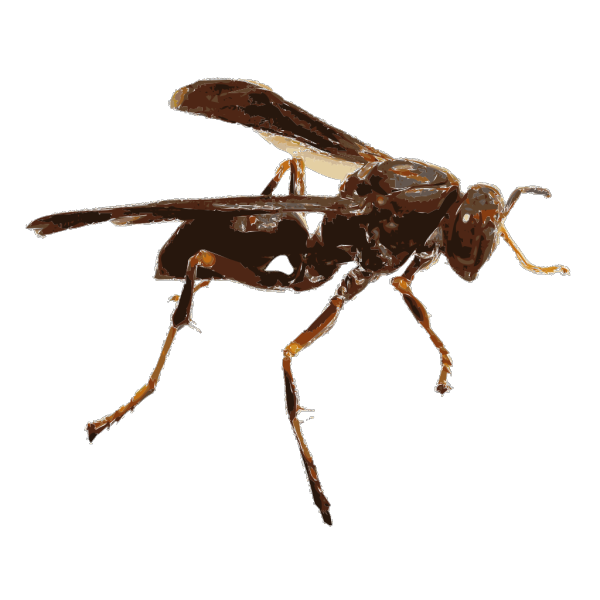 Wasp Bee Png Photos (black)