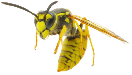 Wasp Bee Png Pic (white)