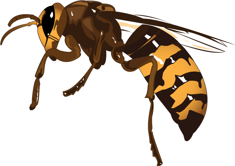 Wasp Hornet Png Clipart (black, maroon, orange)