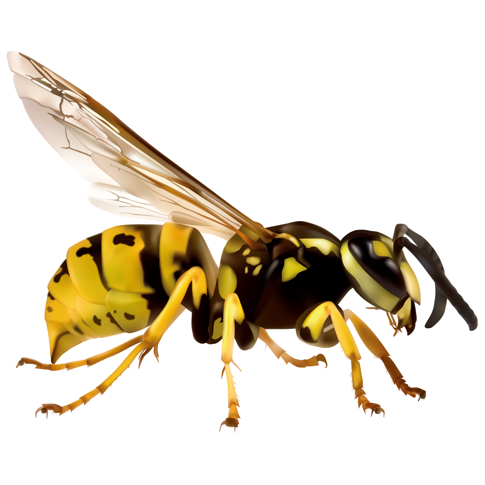 Wasp Hornet Png Image Hd (black, white)