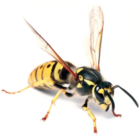 Wasp Hornet Png Image (white)