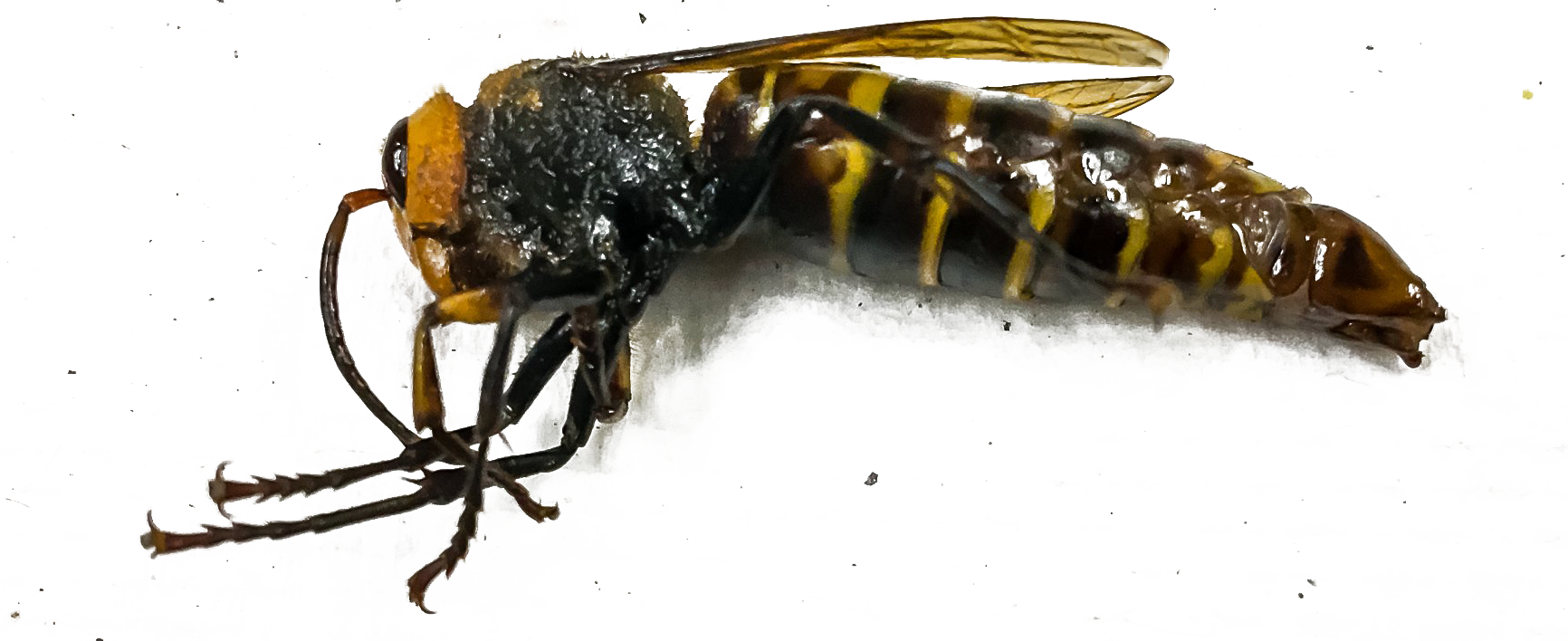 Wasp Hornet Png Pic (white)