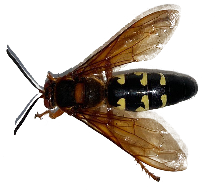 Wasp Hornet (black, white)