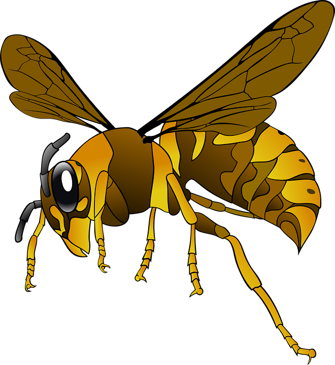 Wasp Insect Png Hd (olive, black, chocolate)