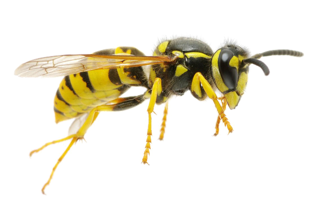 Wasp Insect Png Image (black, beige)