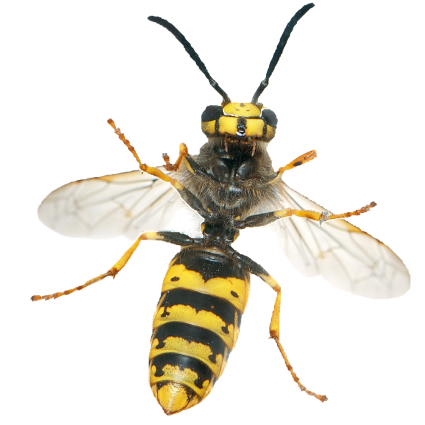 Wasp Insect Png Isolated Hd (black, beige, white)