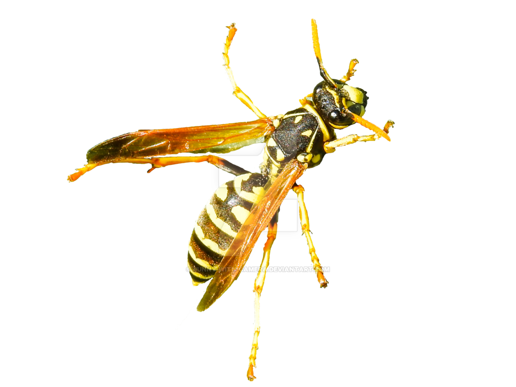 Wasp Insect Png Isolated Picture (black, silver, white)