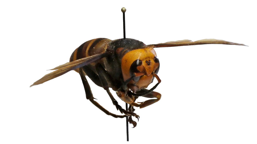 Wasp Insect Png Isolated Transparent Hd Photo (black)