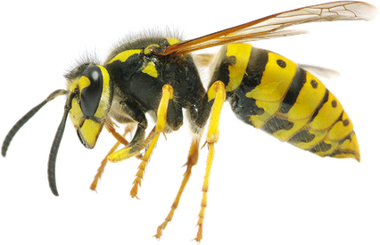 Wasp Insect Png Photo (black)