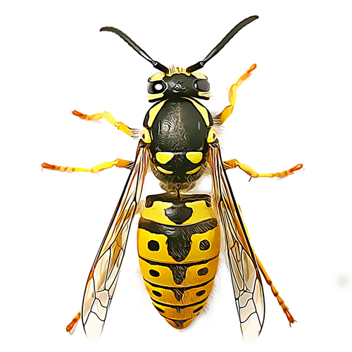 Wasp Insect Png Pic (black, white)