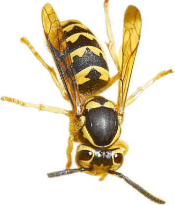 Wasp Insect Png Transparent (black)