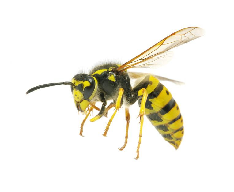 Wasp Insect Png (black)