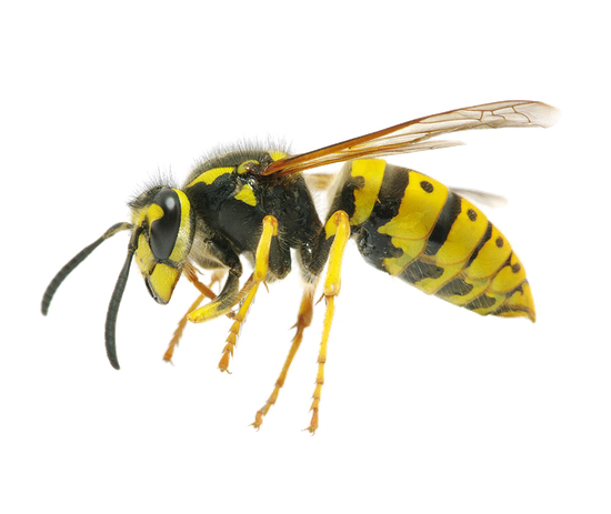 Wasp Insect Transparent Isolated Images Png (black)