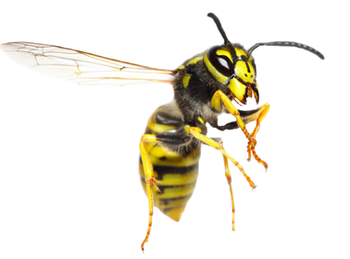 Wasp No Background (black, white)