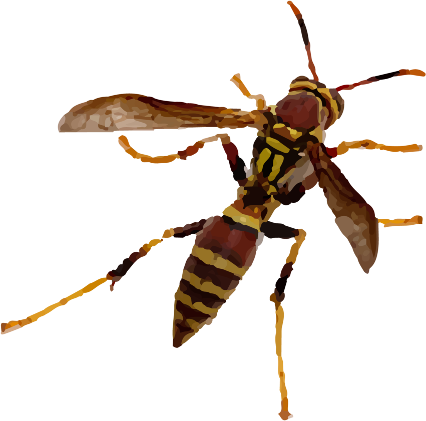 Wasp Png Cutout (black)