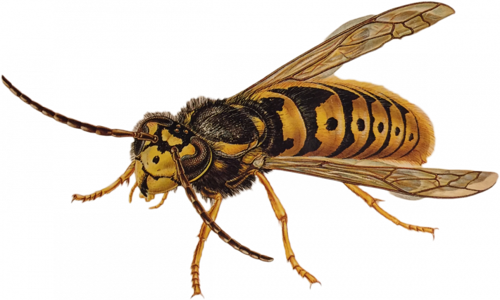 Wasp Png File (black)