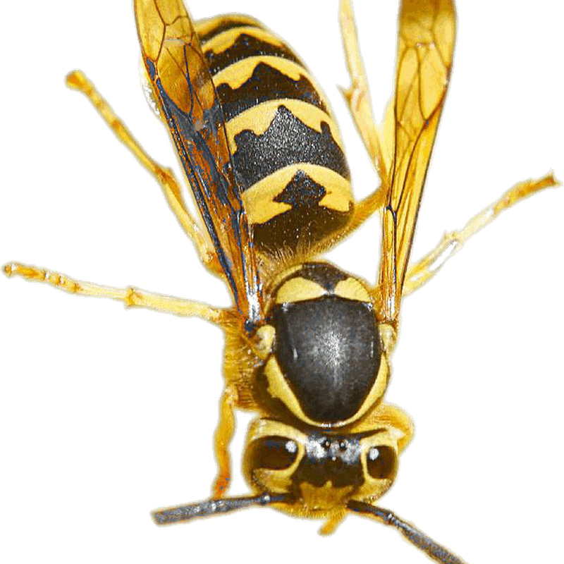 Wasp Png Image Hd (black)