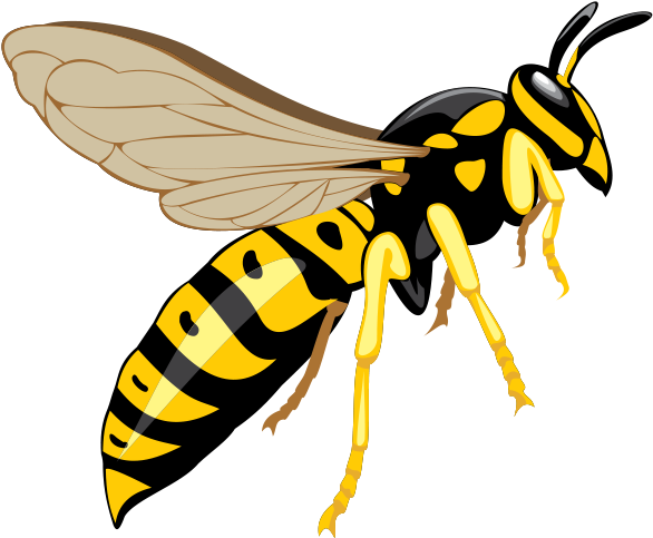 Wasp Png Photos (gold, black, silver)