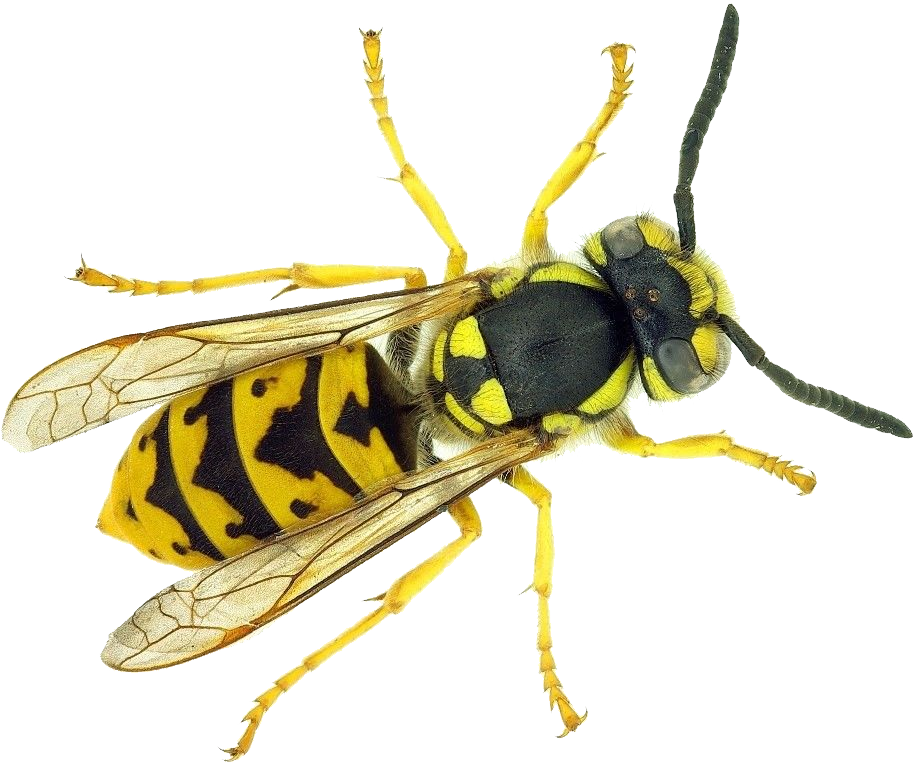 Wasp Png Picture (white)