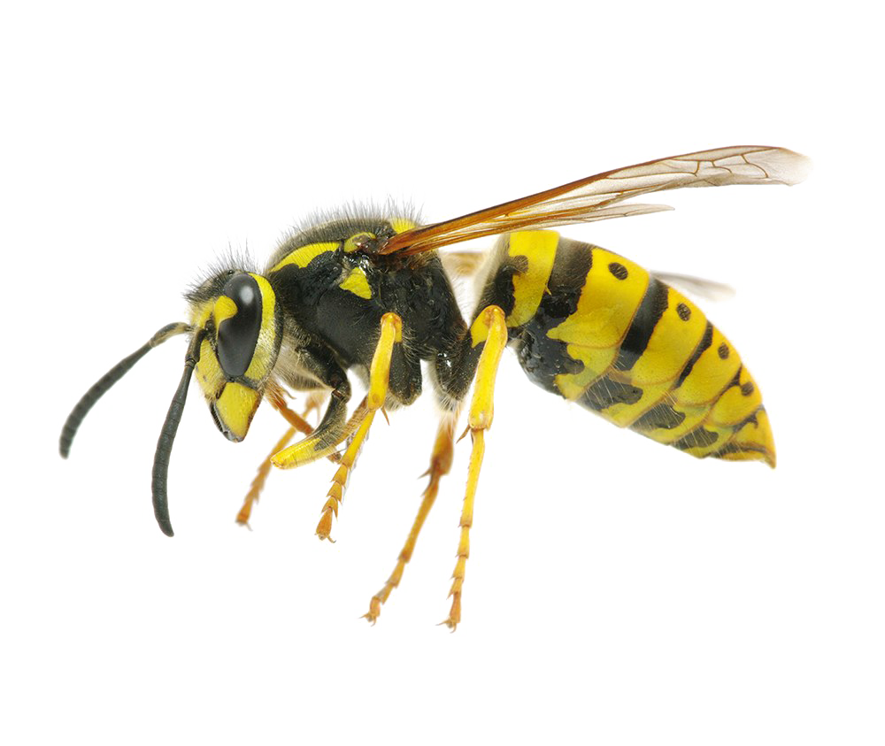 Wasp Queen Png File (white)