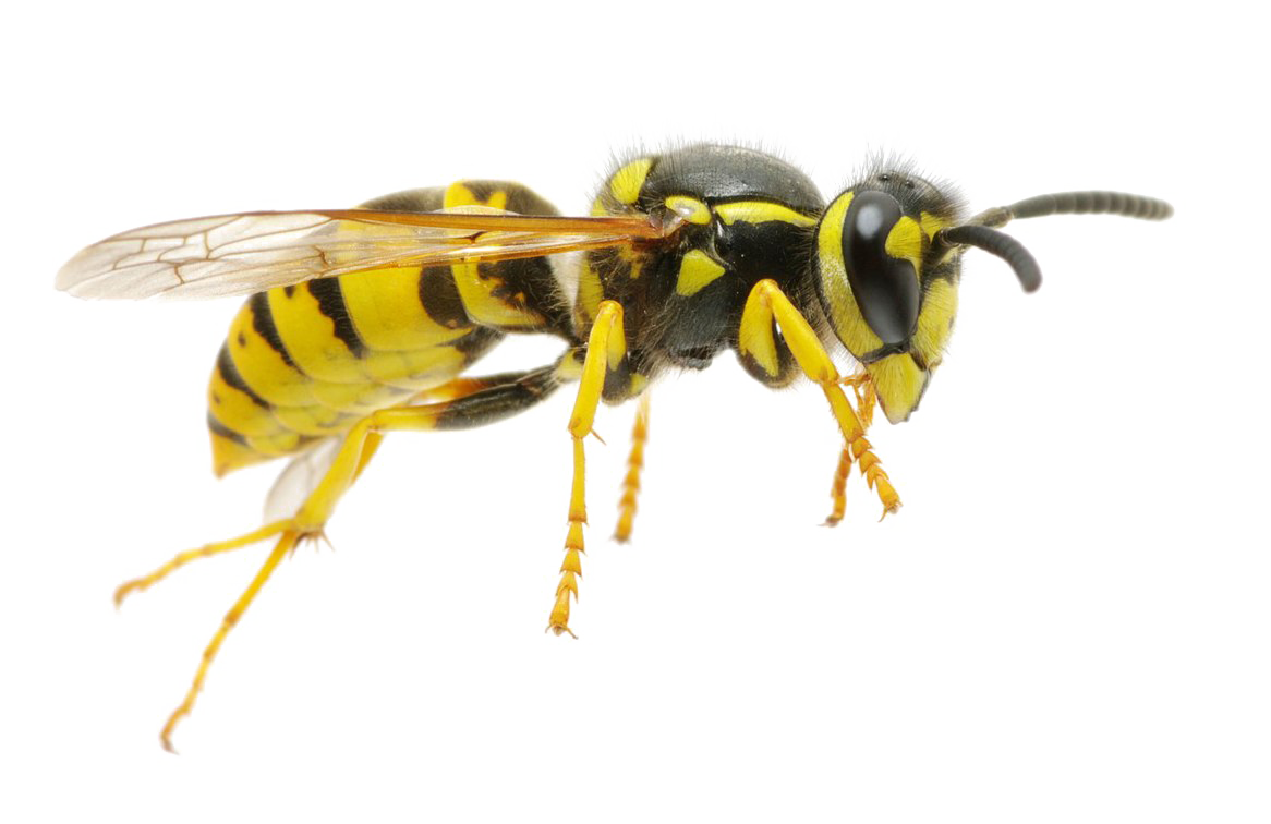 Wasp Queen Png Image (beige, white)