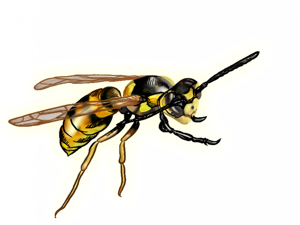 Wasp Queen Png Pic (beige, black)