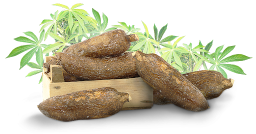 Cassava Png Image (black, indigo)