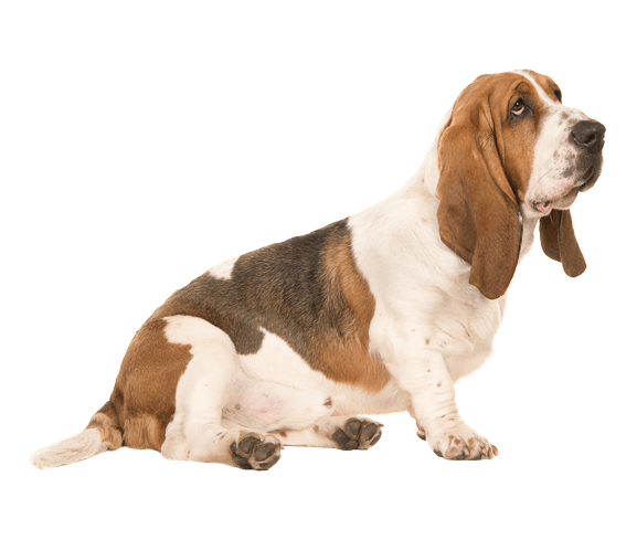 Basset Hound Png File (beige, gray)