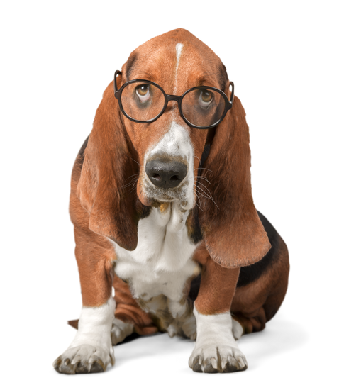 Basset Hound Png Free Download (maroon, black, gray, silver)