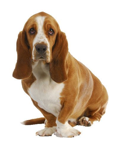 Basset Hound Png Image (white, maroon, silver)