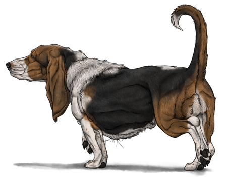 Basset Hound Png Photos (black)