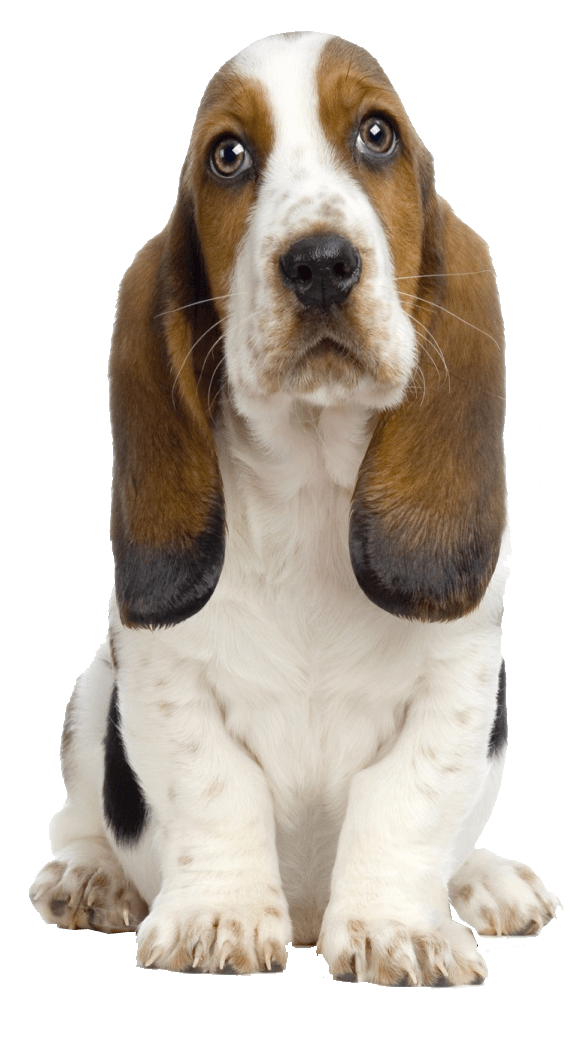 Basset Hound Transparent Background (gray)