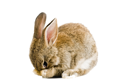 Easter Rabbit Png Pic (salmon, silver, beige, black, gray)