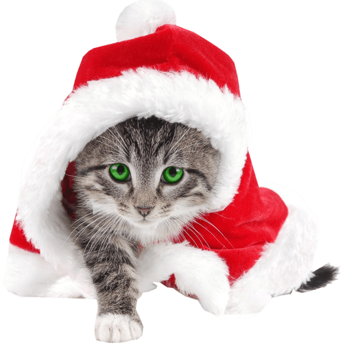 Cat Christmas Png Photos (white, gray)