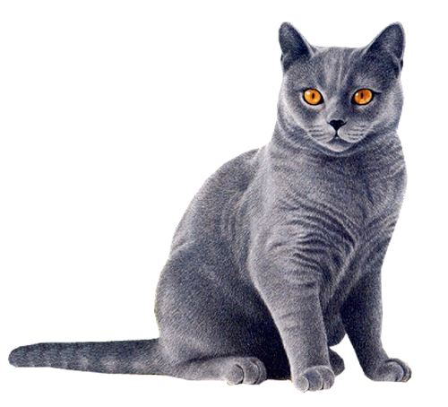 Cat Png 14 (gray, white, lavender, silver, salmon)