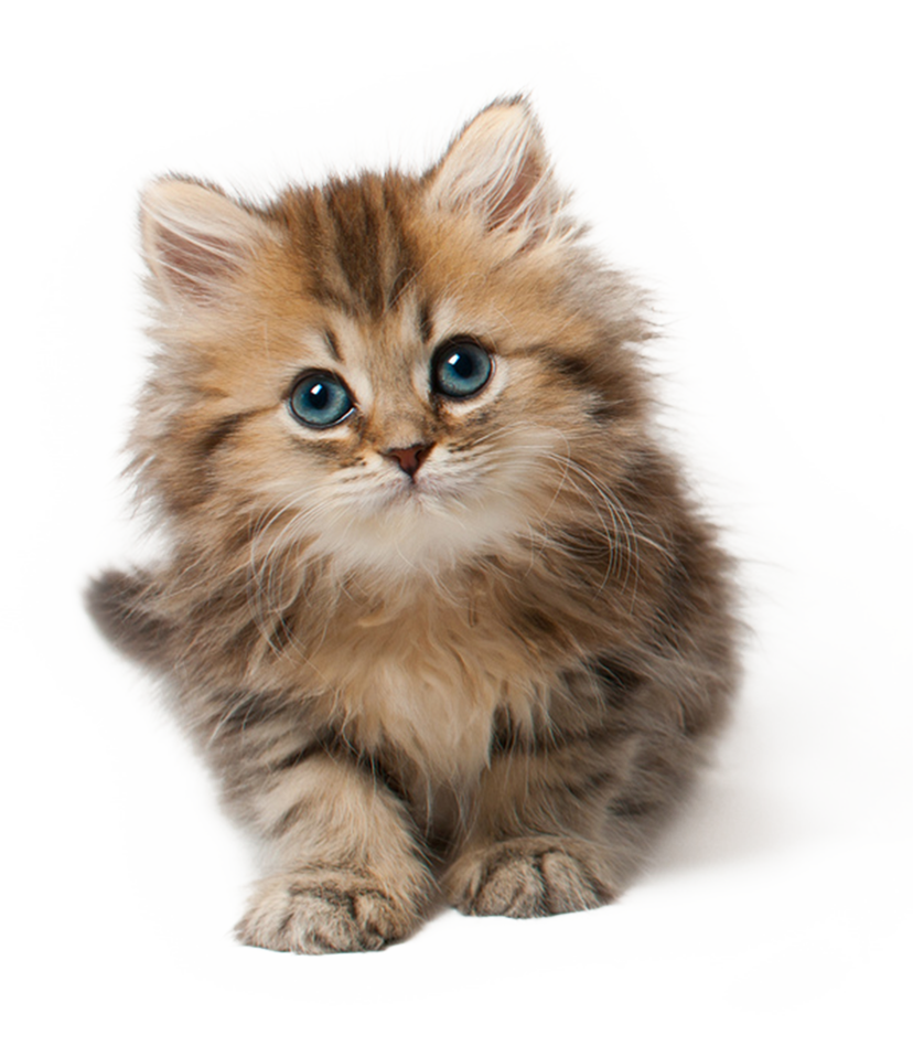 Cat Png 9 (white)