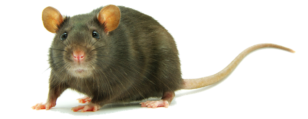 Rat Png Clipart (olive, maroon, black, white)