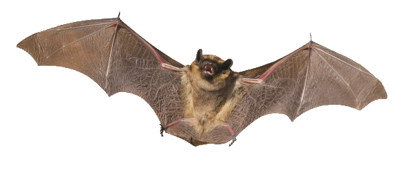 Bat Png (gray, white)