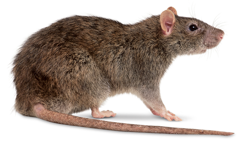 Rat Png File (black)