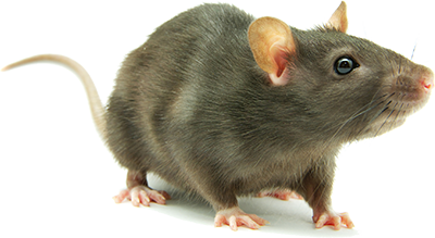 Rat Png Hd (white)