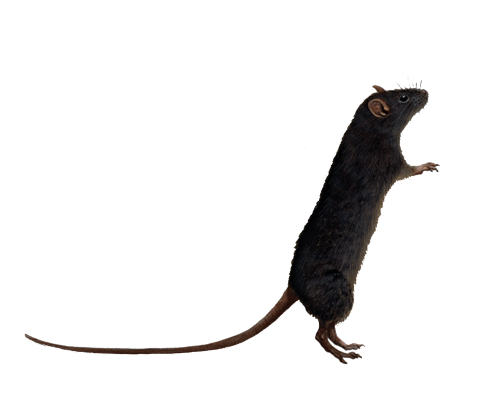 Rat Png Image (black)