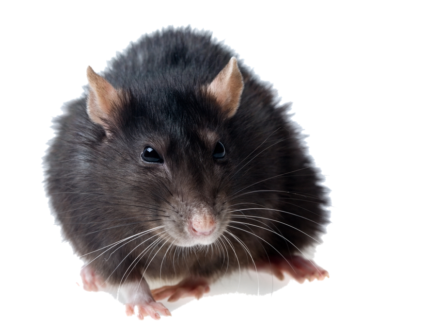 Rat Png Photos (gray, indigo, black)