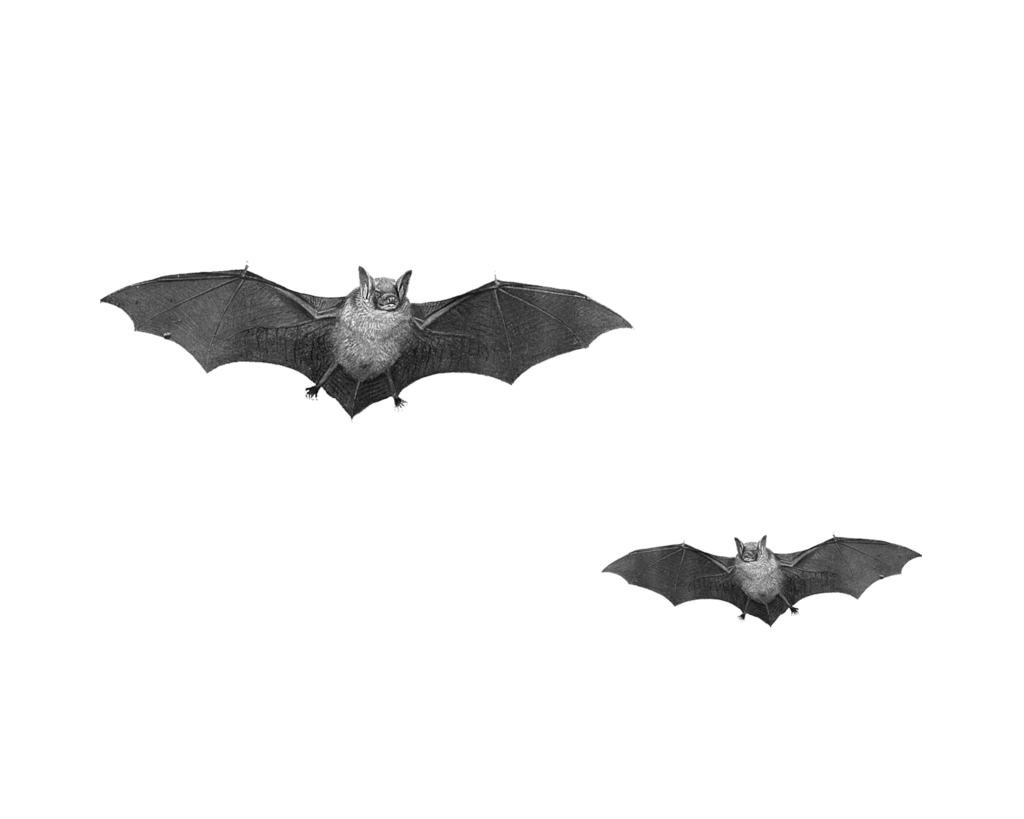 Bat Png Pic (indigo, black, gray)