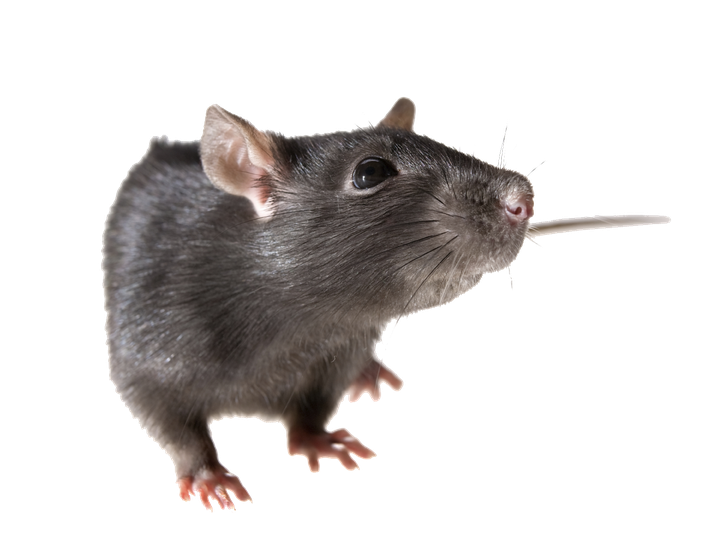 Rat Png Pic (gray, indigo, black)