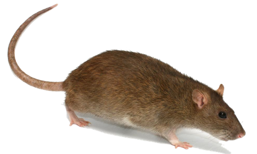 Rat Png Transparent Image (gray, maroon, black, silver, indigo)