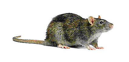 Rat Transparent Background (lavender, indigo, black, white)